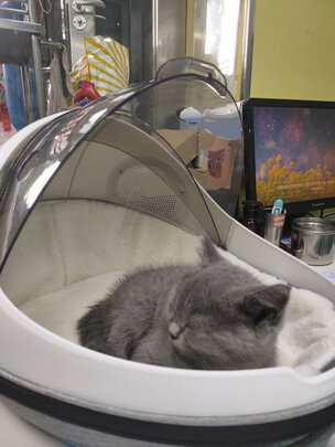 猫包
