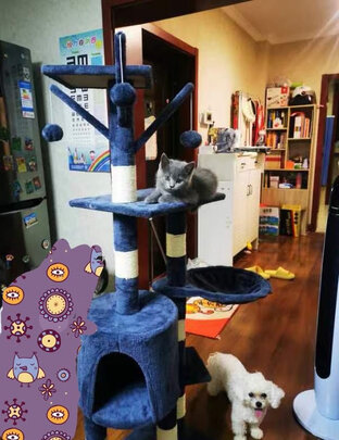 猫爬架