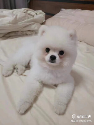 宠物消毒液