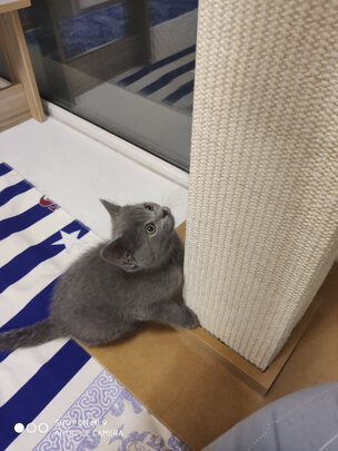 猫爬架