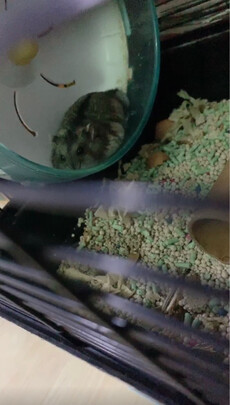 豆腐猫砂