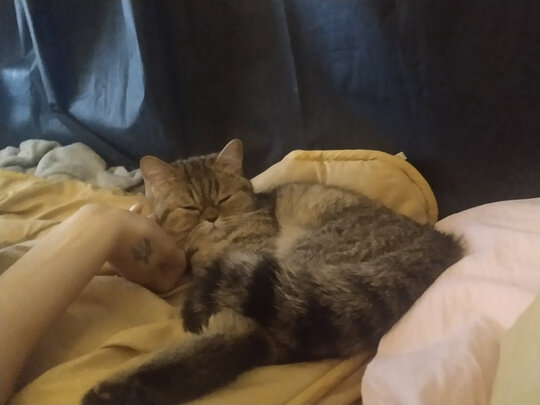 猫冻干
