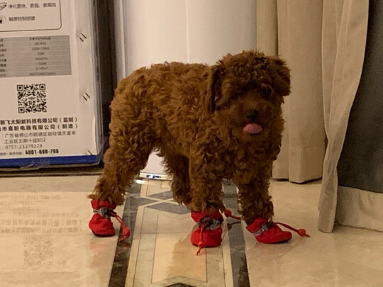 狗狗鞋