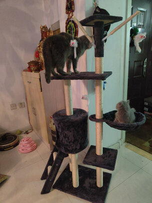 猫爬架