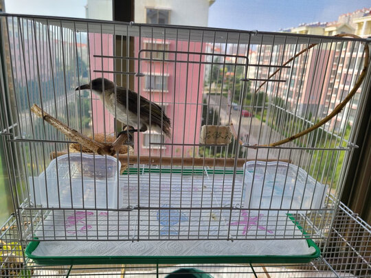 鸟笼