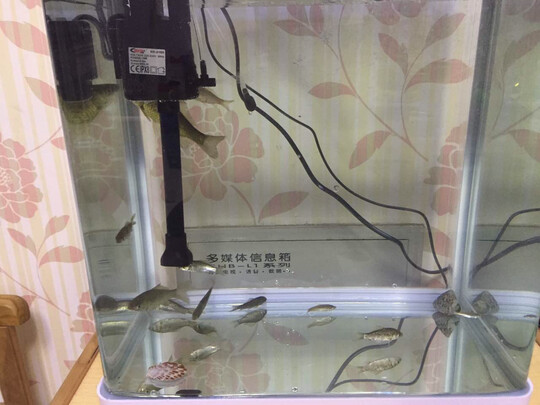 鱼缸水族箱