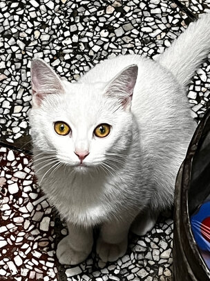 膨润土猫砂