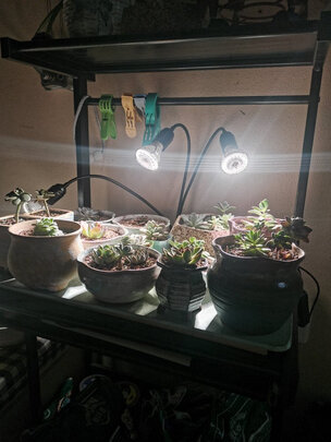 植物生长灯