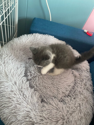 猫窝