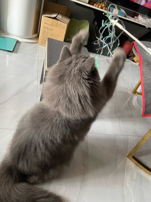 猫粮