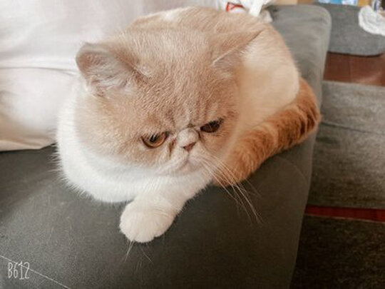 宠物消毒液