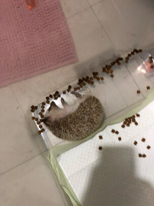 宠物尿垫