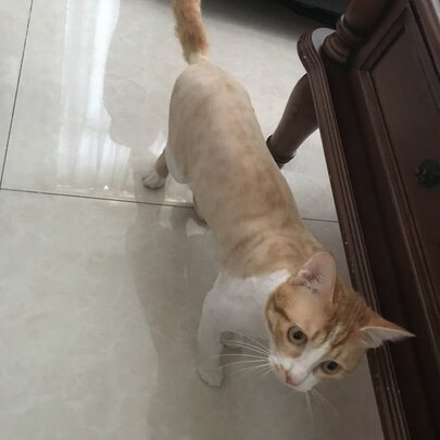 狗狗电推剪