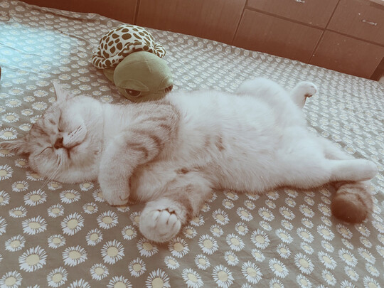 猫粮