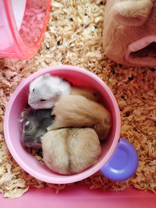 仓鼠零食