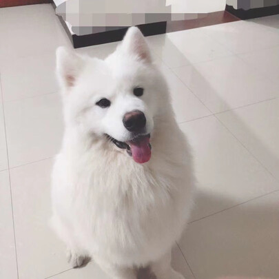 狗粮