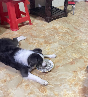 狗粮