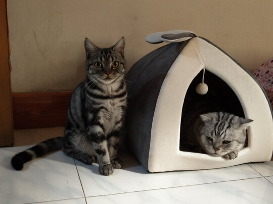 猫条猫零食