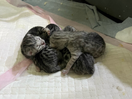 猫粮罐头