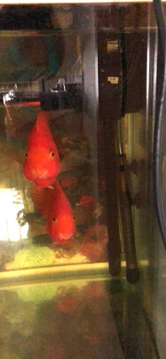 鱼缸潜水泵