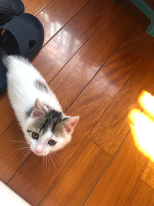 猫粮