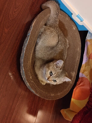猫抓板
