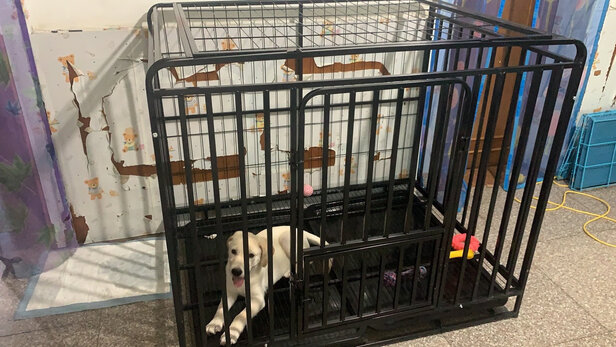  狗笼