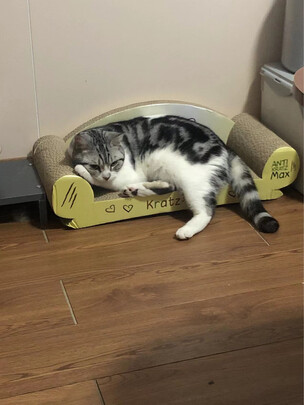 猫抓板