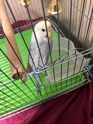 鸟笼