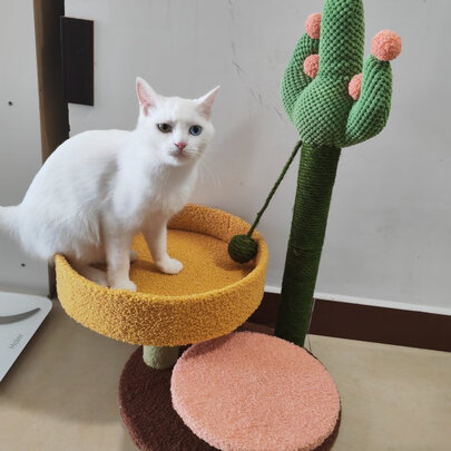 猫爬架