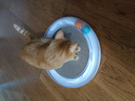 猫窝