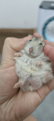 仓鼠粮