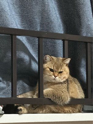 猫粮