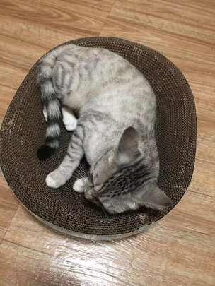 猫抓板