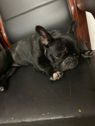 狗狗磨牙棒