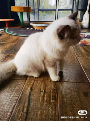 猫砂