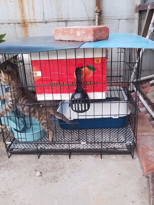 猫笼