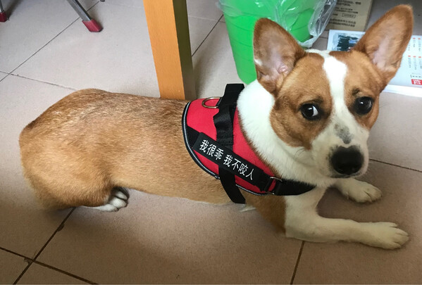 狗绳