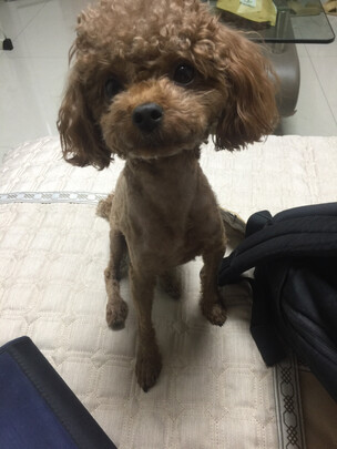 宠物电推剪