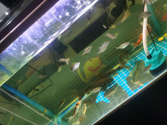 鱼缸净水剂