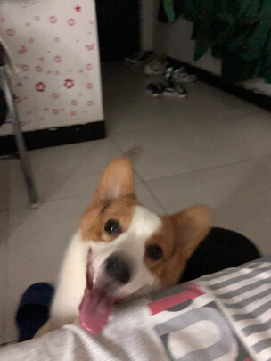 猫项圈