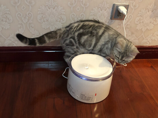 宠物饮水机