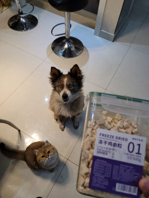 猫冻干