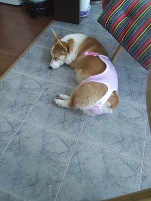 狗狗生理裤