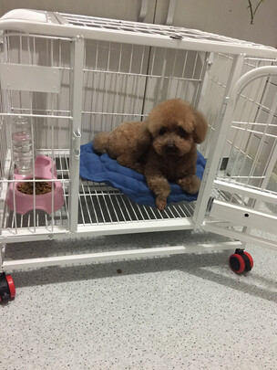  狗笼