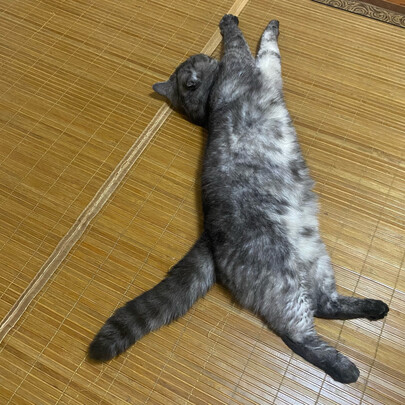 猫笼