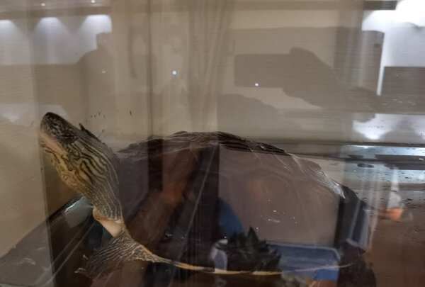 龟粮