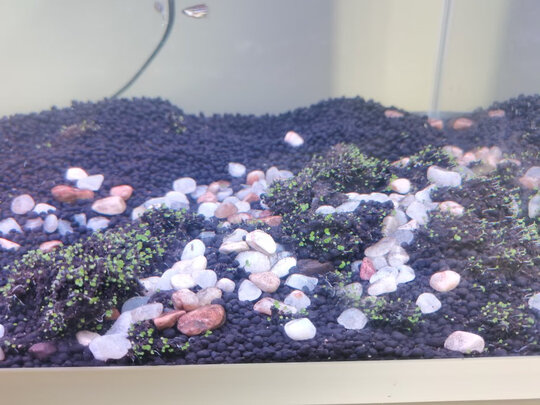 水草种子