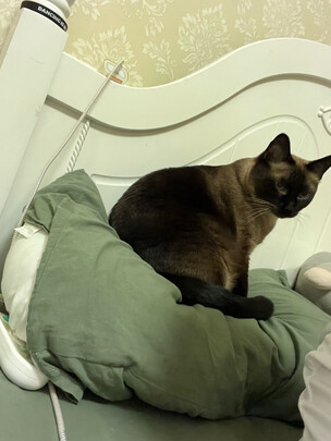猫粮