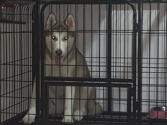  狗笼